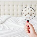 Unusual Hiding Places Of Bed Bugs
