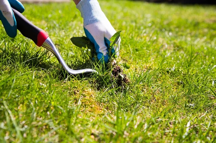 5 Pro Tips for Controlling Weeds in Your Yard