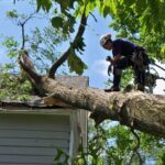 Expert Tree Service in Seattle: A Comprehensive Guide
