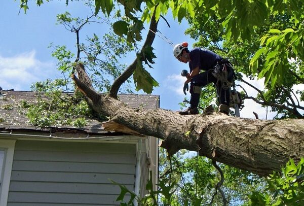 Expert Tree Service in Seattle: A Comprehensive Guide