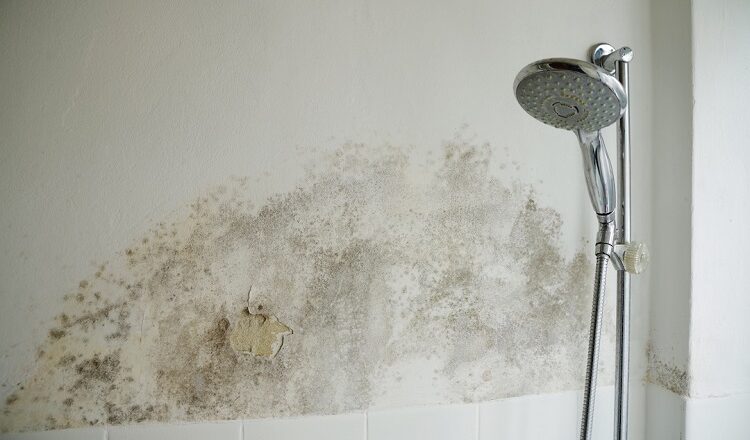 Mold and Water Damage: Why Fast Restoration is Crucial in Charlotte