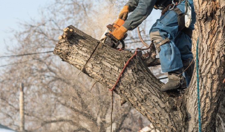 Why Land Clearing Is the First Step to Any Successful Construction Project