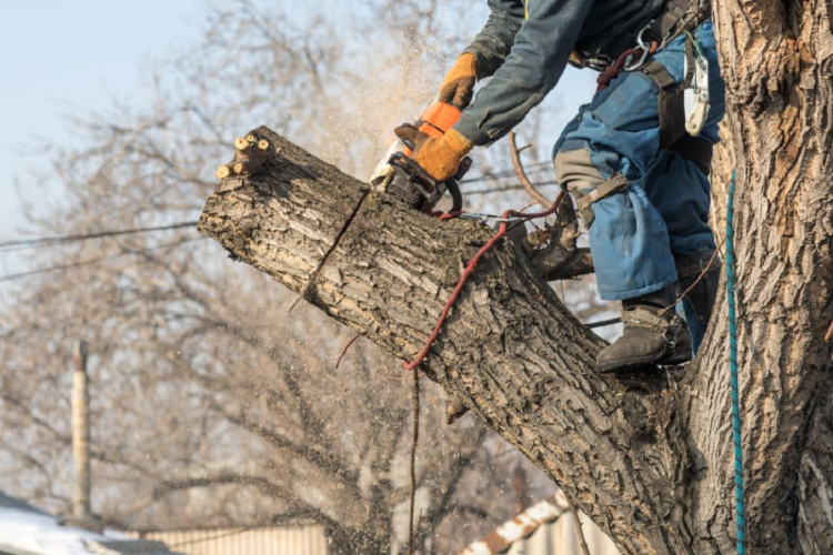 Why Land Clearing Is the First Step to Any Successful Construction Project Construction Project
