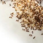 Complete Pest Prevention Strategies for Columbia Property Owners