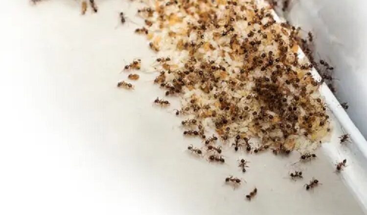 Complete Pest Prevention Strategies for Columbia Property Owners