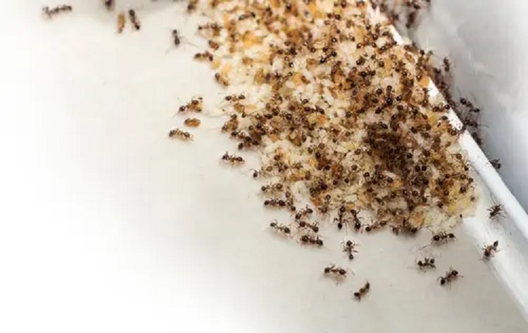 Pest Prevention