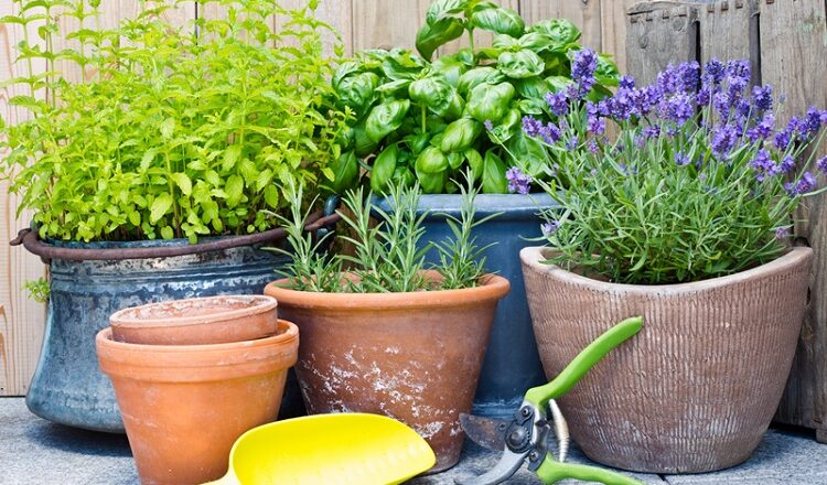 Are Your Garden Shrubs Attracting Pests?